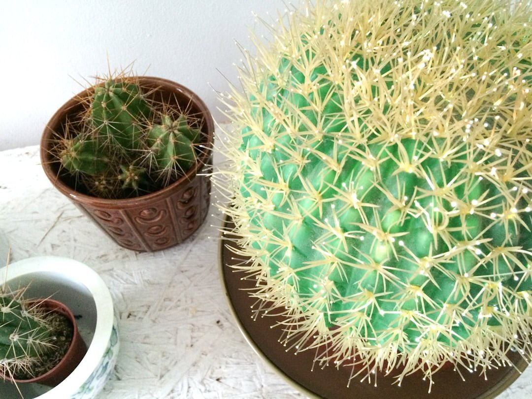 Vintage cactus lamp bol