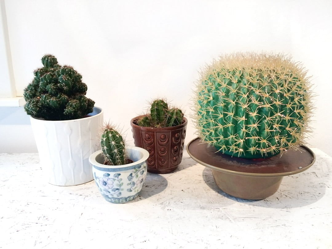 Vintage cactus lamp bol