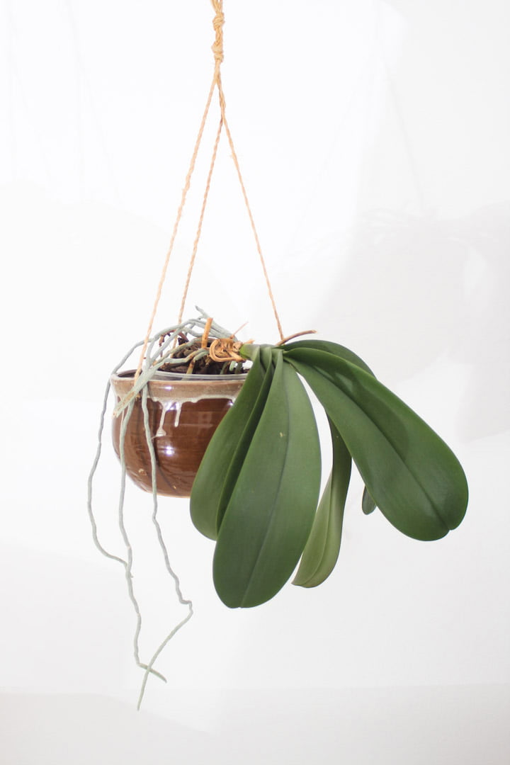 bruine hangpot