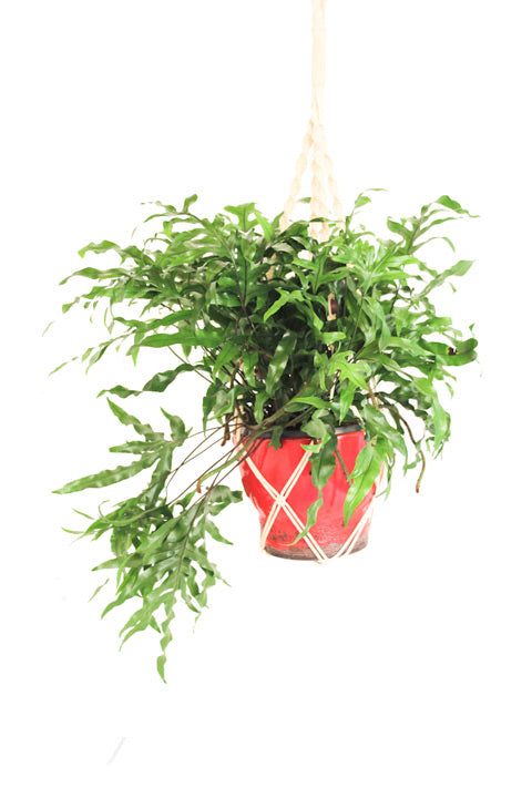 Grote macrame plantenhanger
