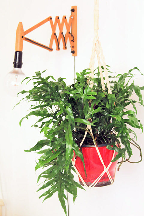 Grote macrame plantenhanger