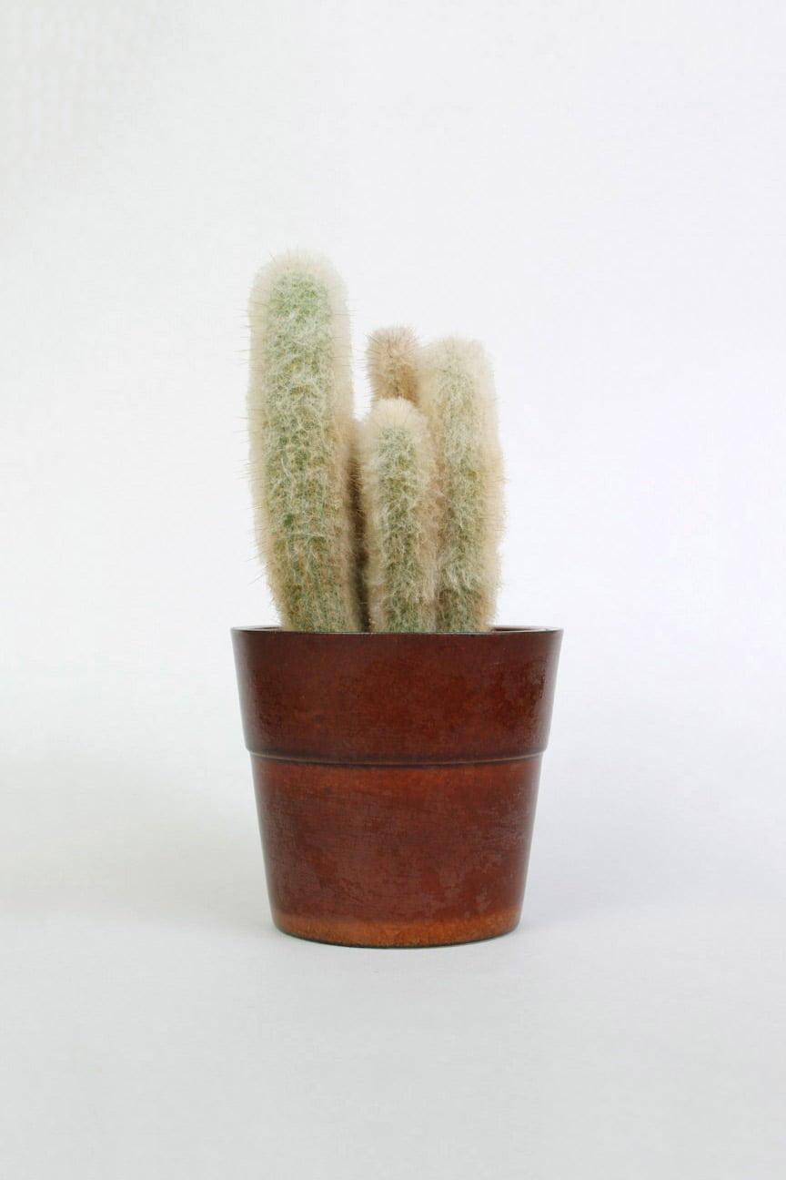 bruine bloempot