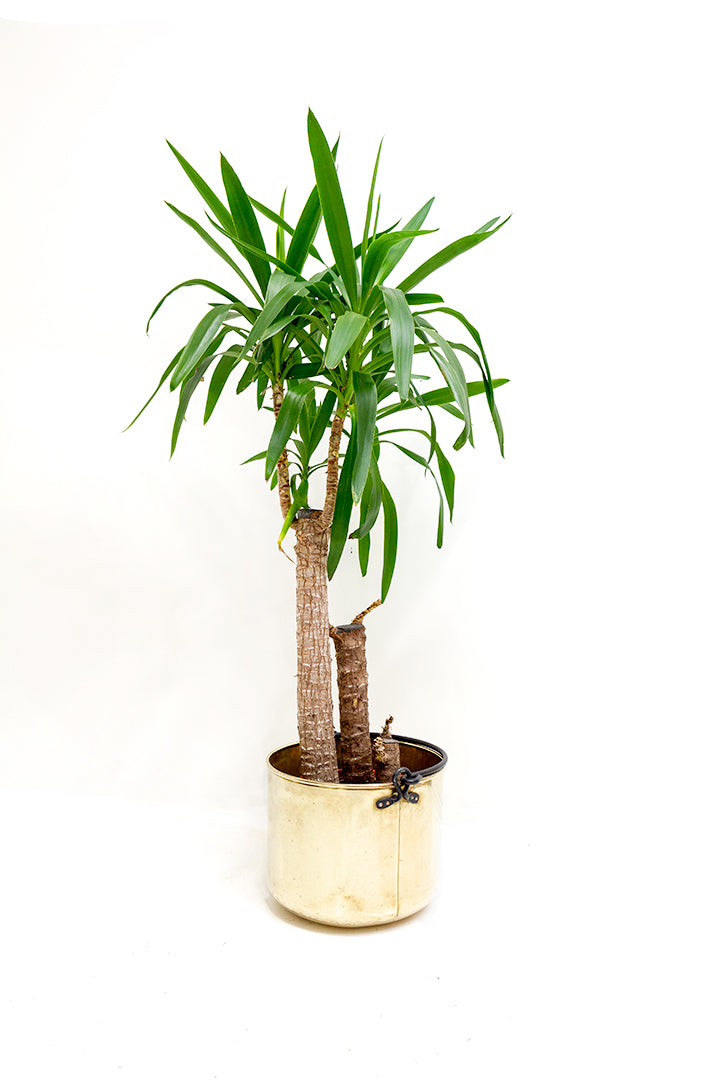 Grote messing pot met zwart hengsel