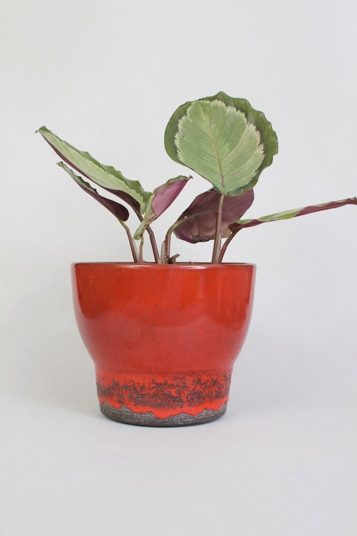 adco bloempot