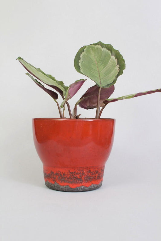adco bloempot