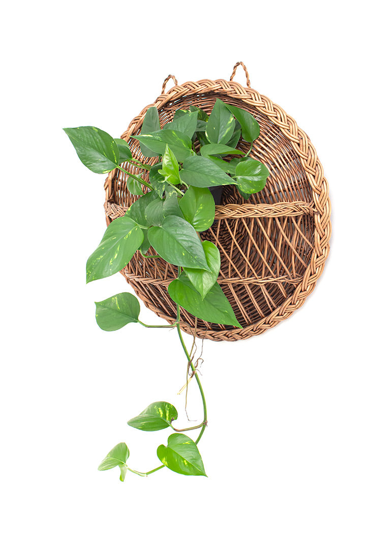 Rotan wanddecoratie voor planten of tijdschriften