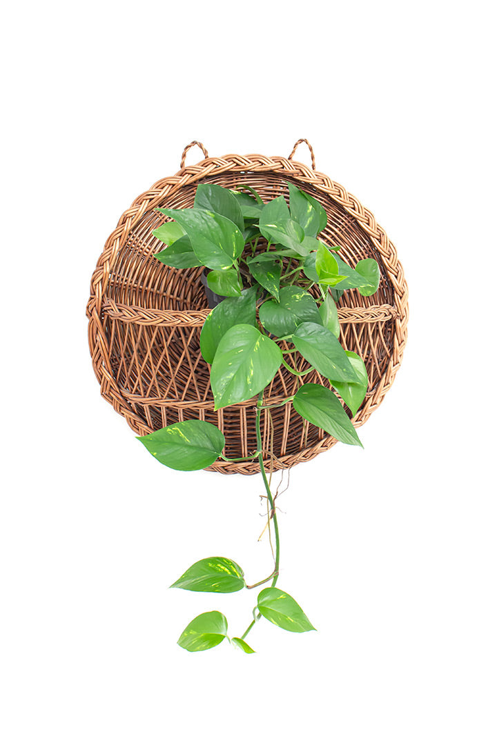 Rotan wanddecoratie voor planten of tijdschriften