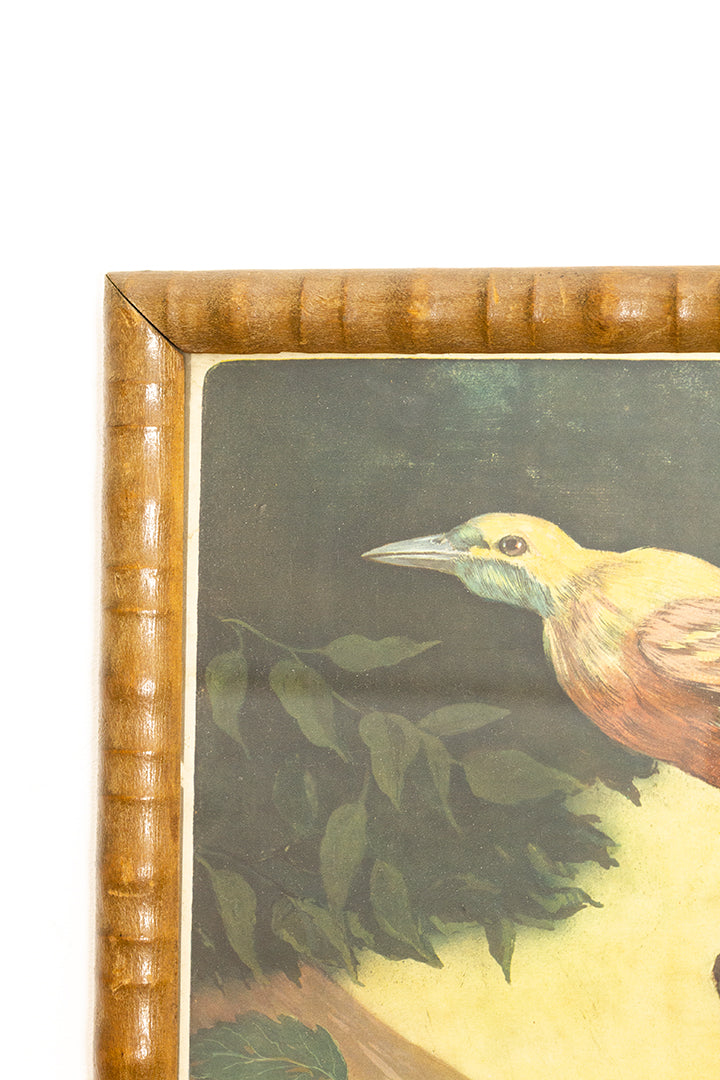 Vintage ingelijste poster met print van een exotische vogel