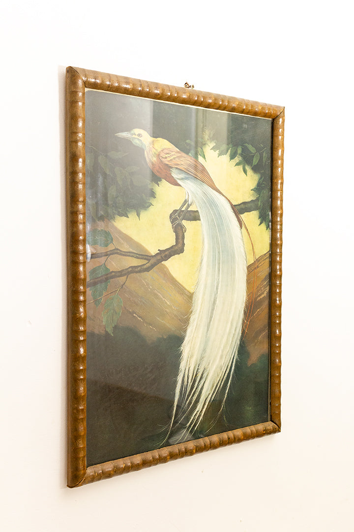 Vintage ingelijste poster met print van een exotische vogel
