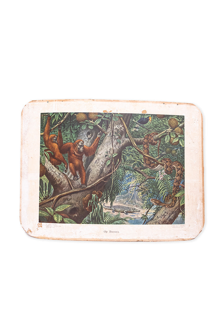Vintage schoolplaat ‘op Borneo’ van M.A. Koekkoek
