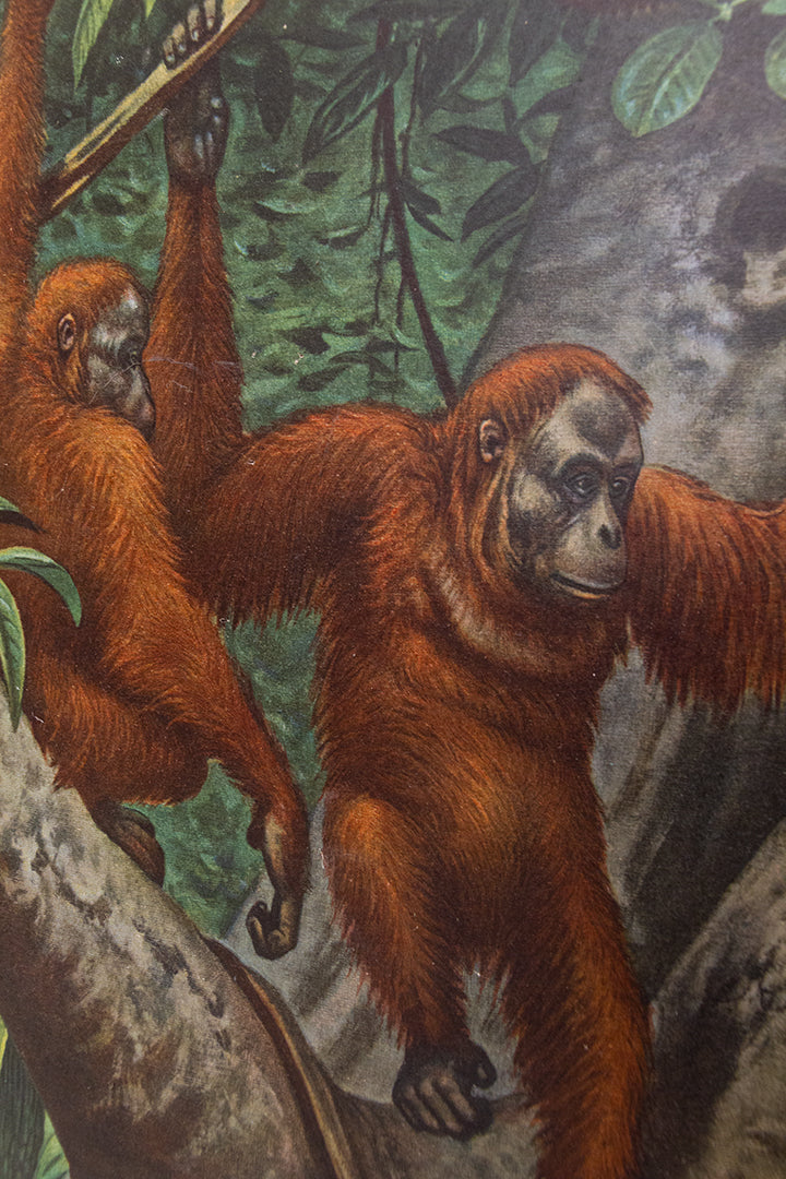 Vintage schoolplaat ‘op Borneo’ van M.A. Koekkoek