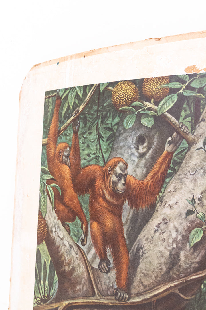 Vintage schoolplaat ‘op Borneo’ van M.A. Koekkoek