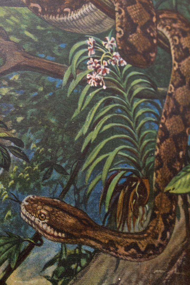 Vintage schoolplaat ‘op Borneo’ van M.A. Koekkoek