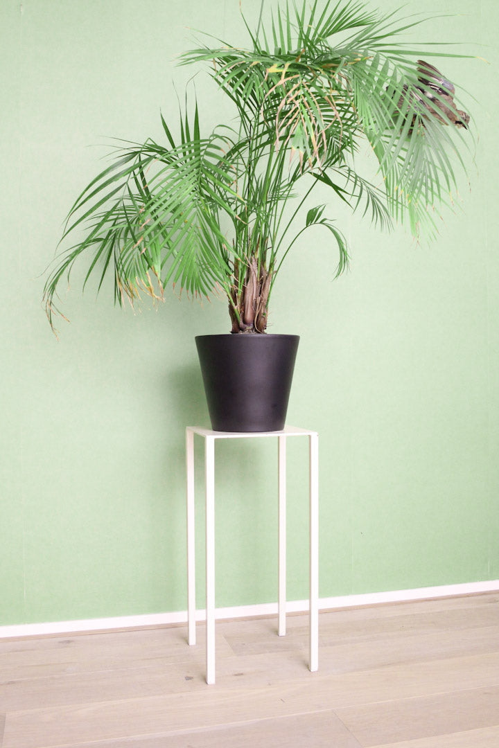 witte pied de stal