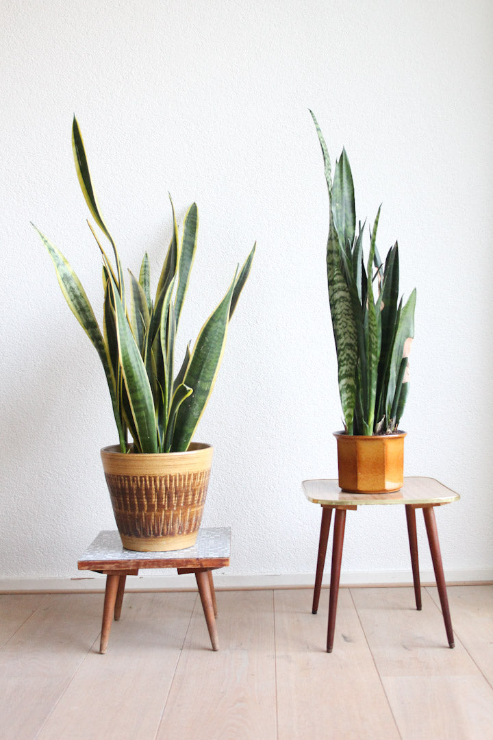 Blauw mozaik plantentafeltje hout met fineer