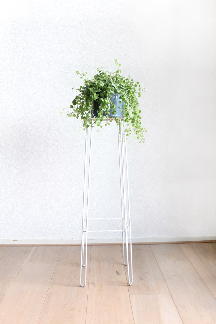 plantenstandaard