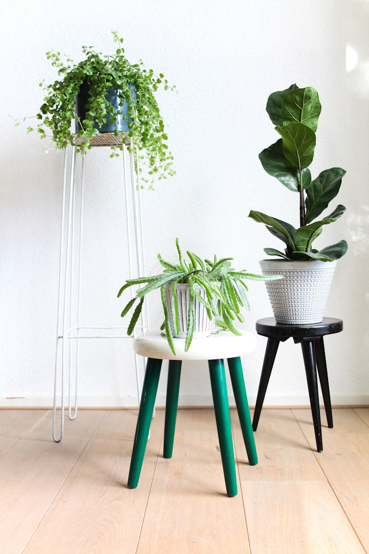Zwart houten plantentafeltje
